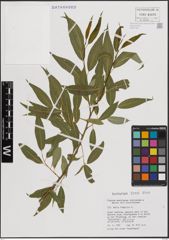 Foto von Salix fragilis L.